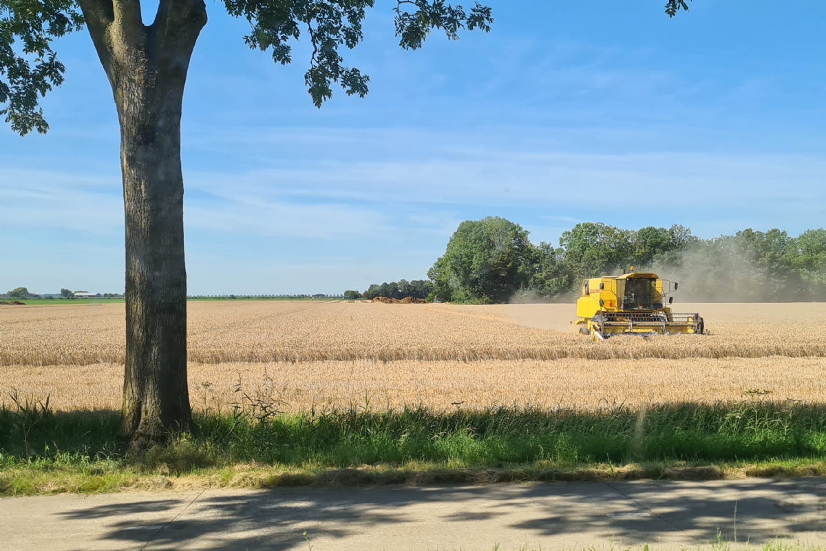 Minder oogst verwacht na droge zomer
